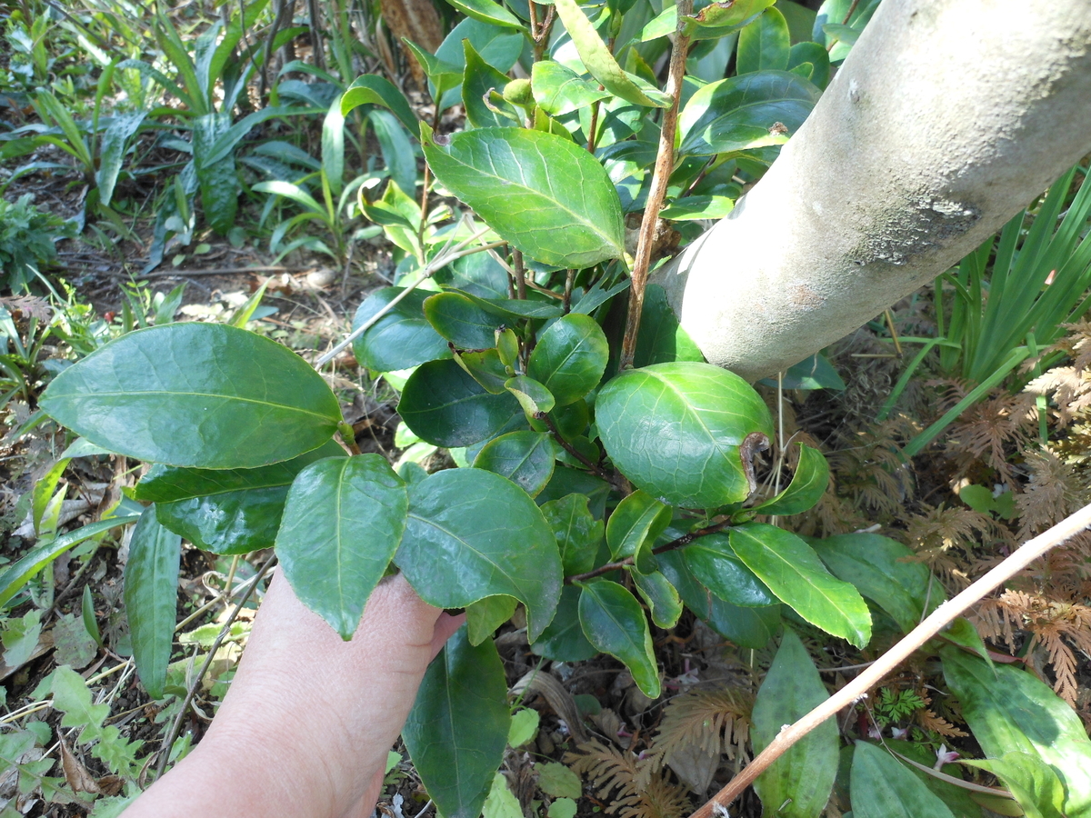 f:id:kaedeya:20200317094202j:plain