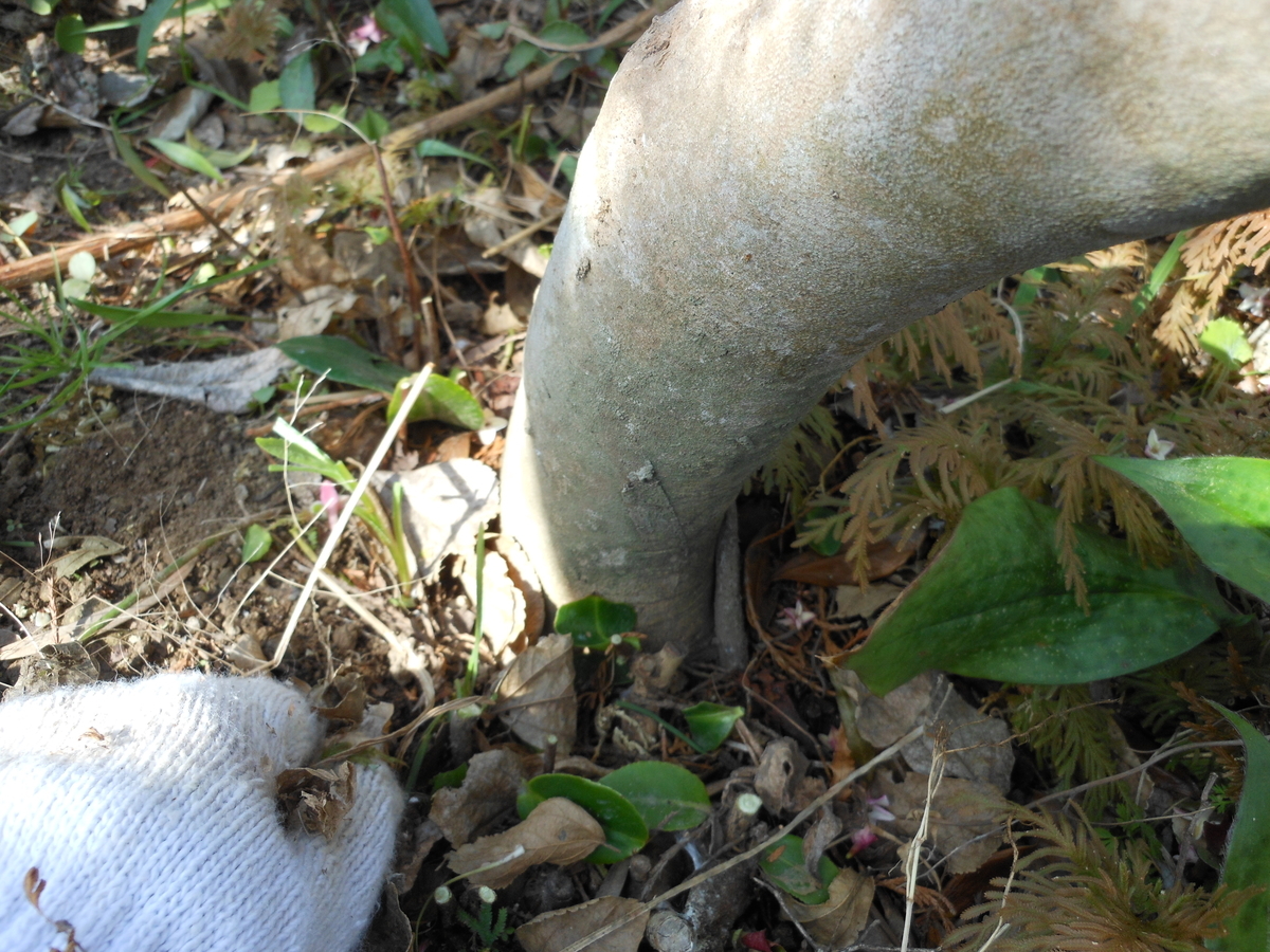 f:id:kaedeya:20200317094358j:plain