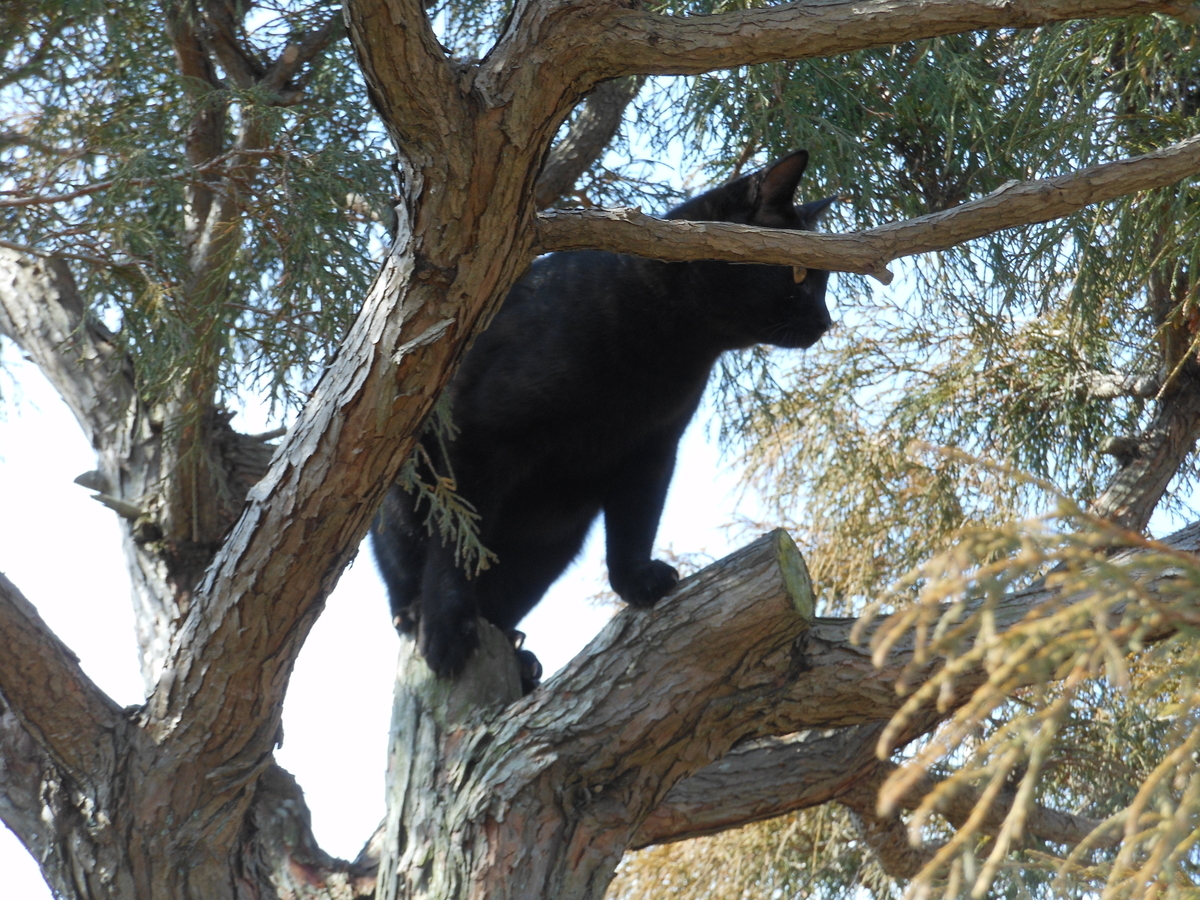 f:id:kaedeya:20200317094753j:plain