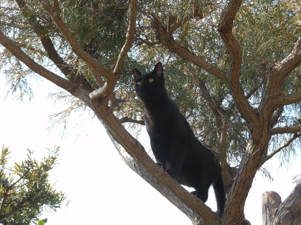 f:id:kaedeya:20200317094823j:plain