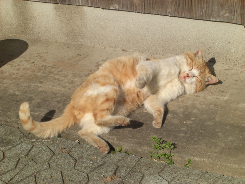 f:id:kaedeya:20200329075158p:plain