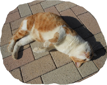 f:id:kaedeya:20200329075701p:plain