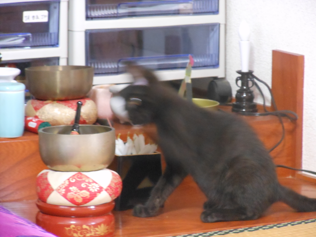 f:id:kaedeya:20200406153110j:plain f:id:kaedeya:20200406153110j:plain