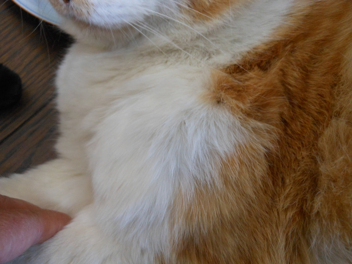 猫の膿瘍