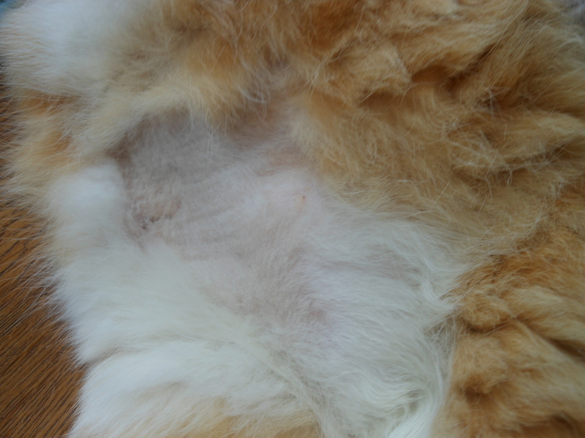 f:id:kaedeya:20200531134752j:plain