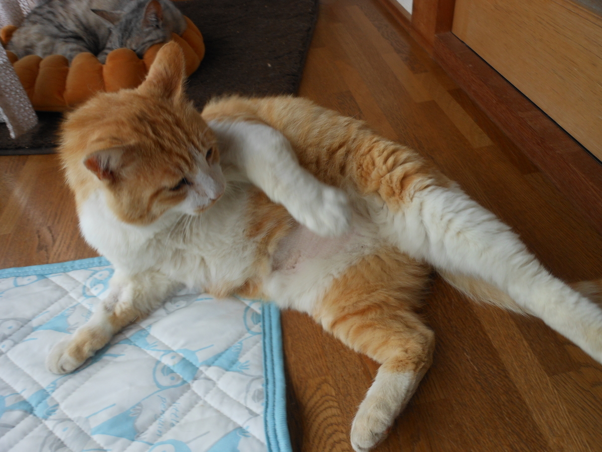 f:id:kaedeya:20200531134859j:plain