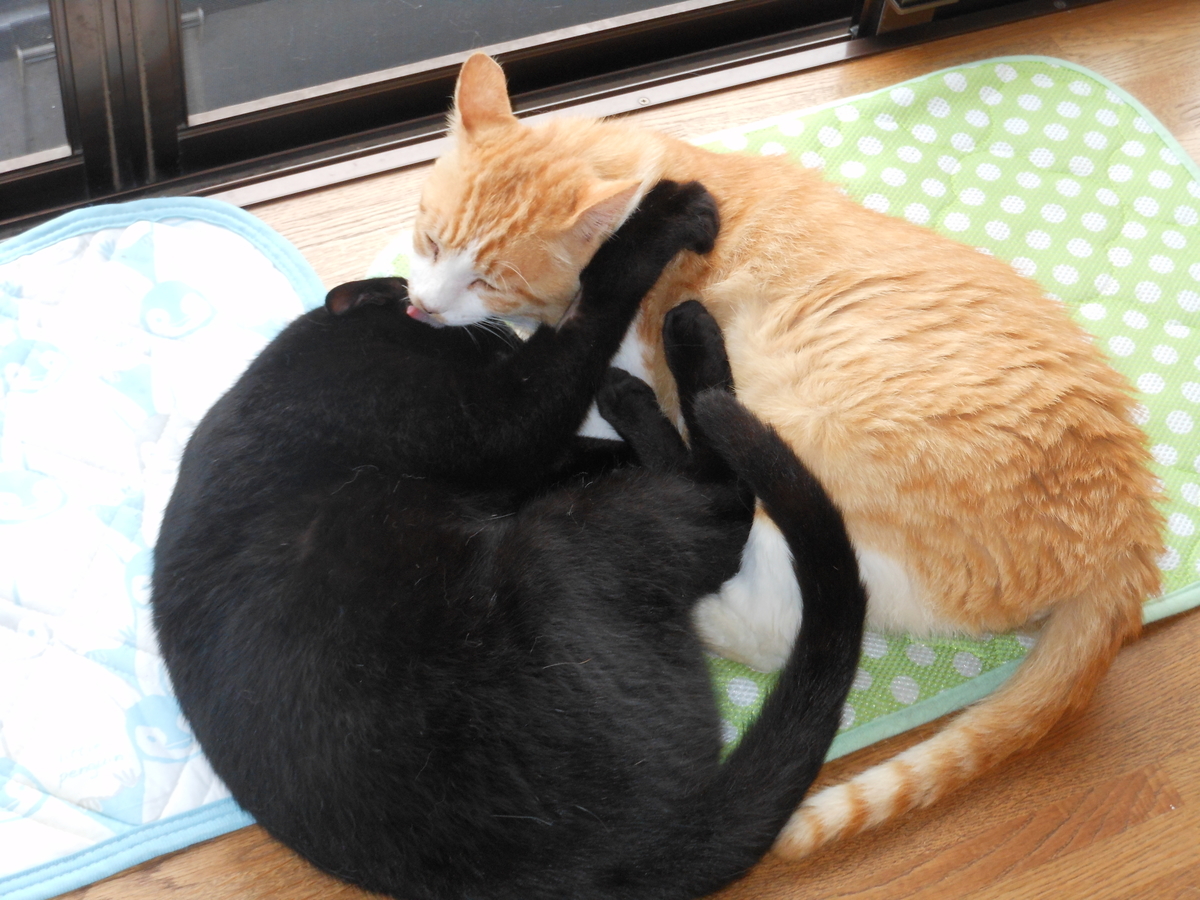 f:id:kaedeya:20200625201843j:plain