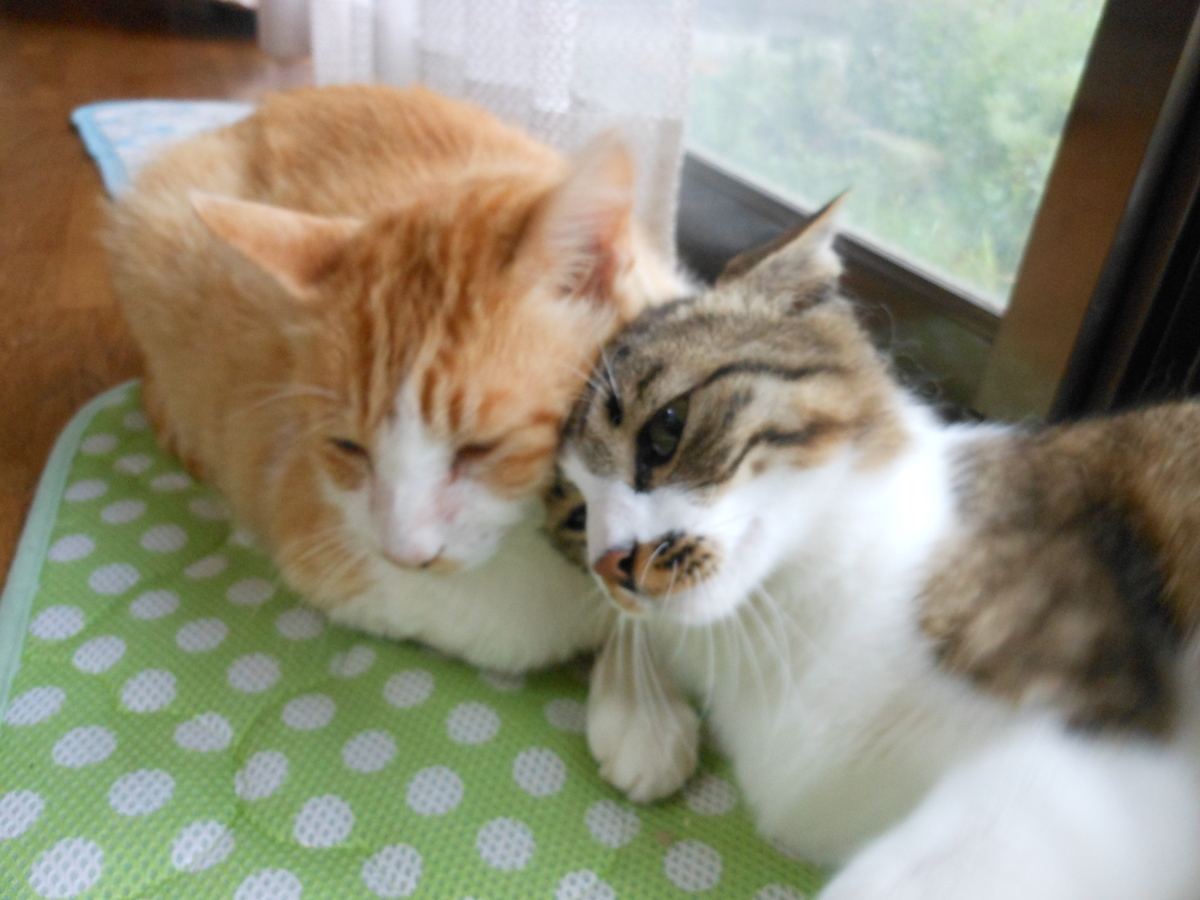 f:id:kaedeya:20200630141820j:plain f:id:kaedeya:20200630141820j:plain