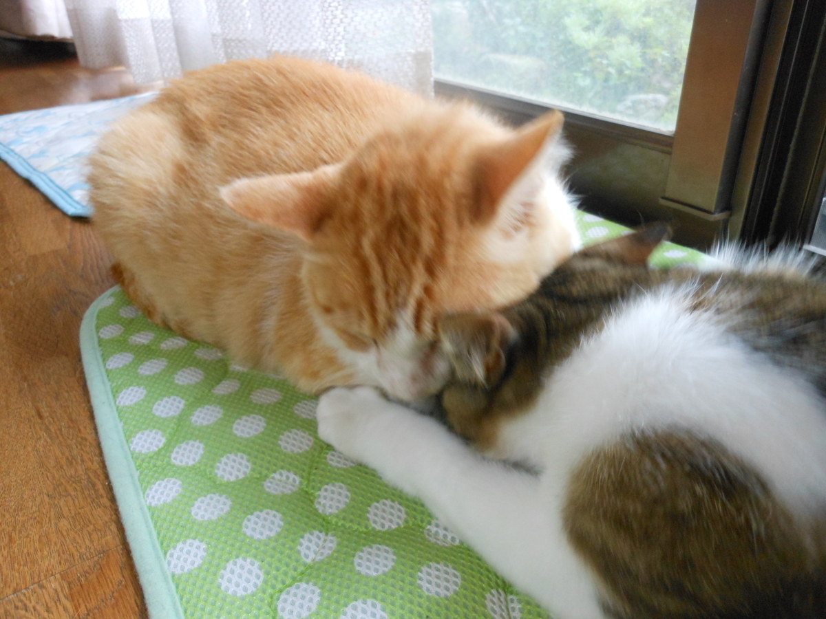 f:id:kaedeya:20200630141846j:plain f:id:kaedeya:20200630141846j:plain