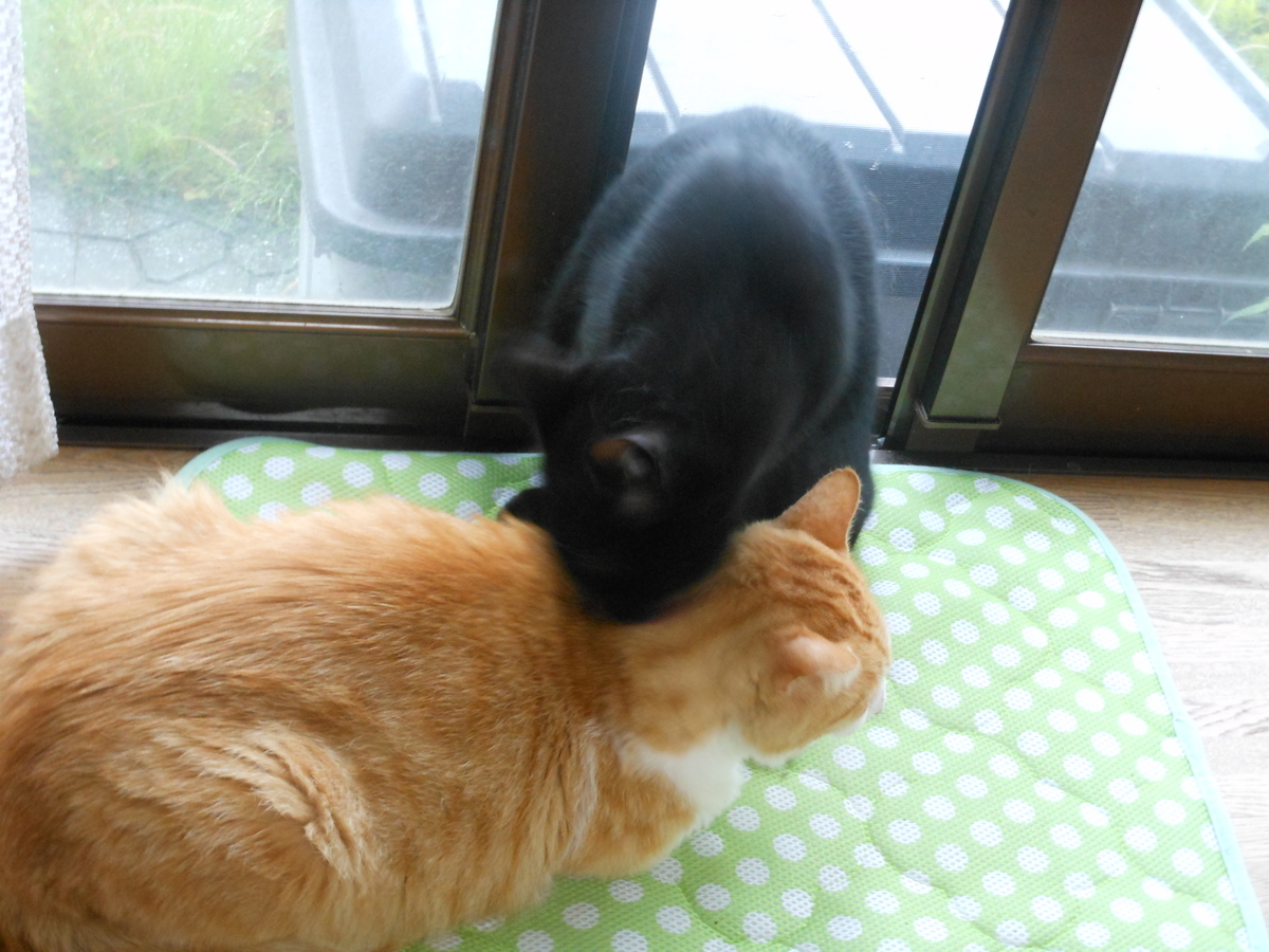 f:id:kaedeya:20200630141913j:plain f:id:kaedeya:20200630141913j:plain