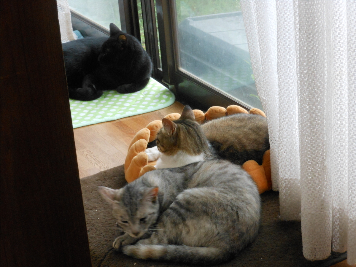 f:id:kaedeya:20200630142141j:plain f:id:kaedeya:20200630142141j:plain