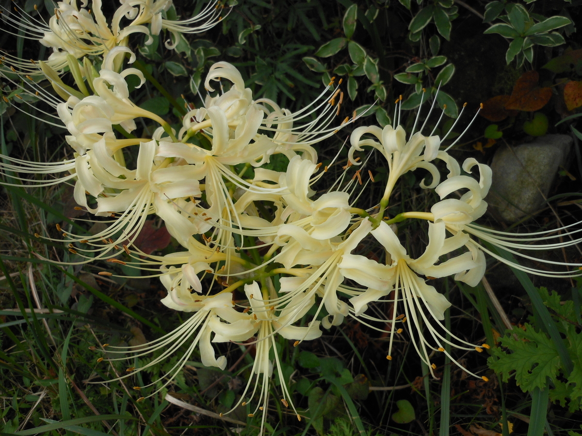 白い彼岸花　白花曼珠沙華