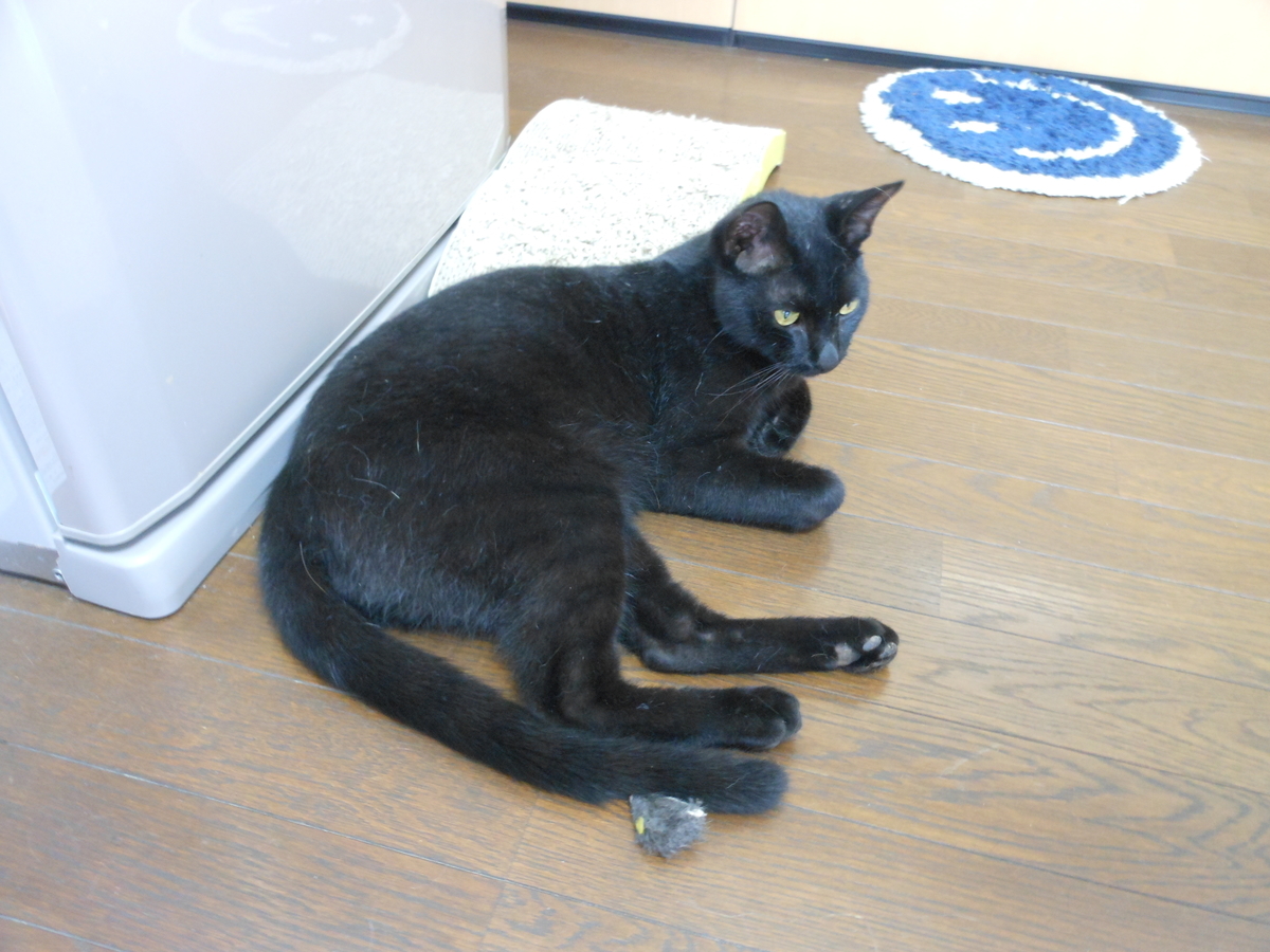 黒猫
