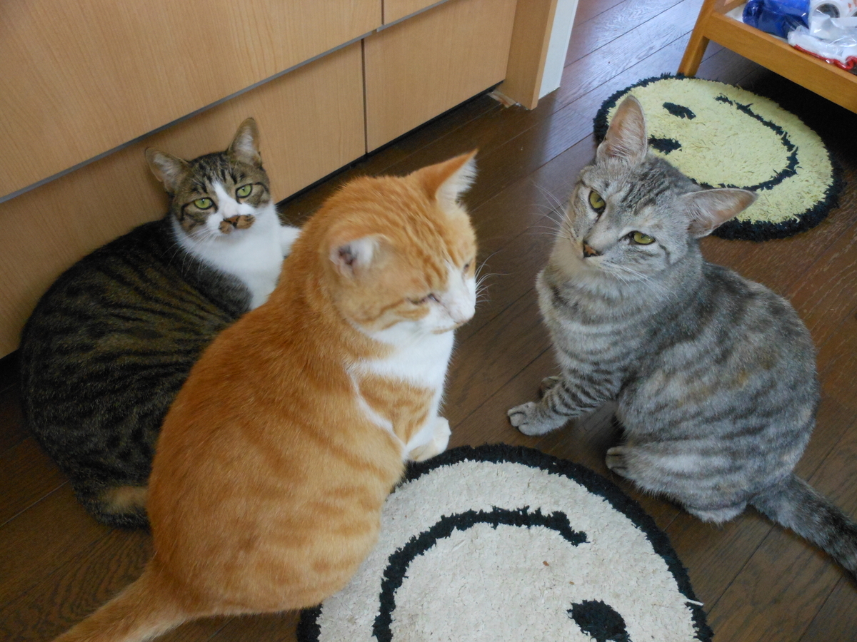 茶白猫　キジ白猫　サバ猫