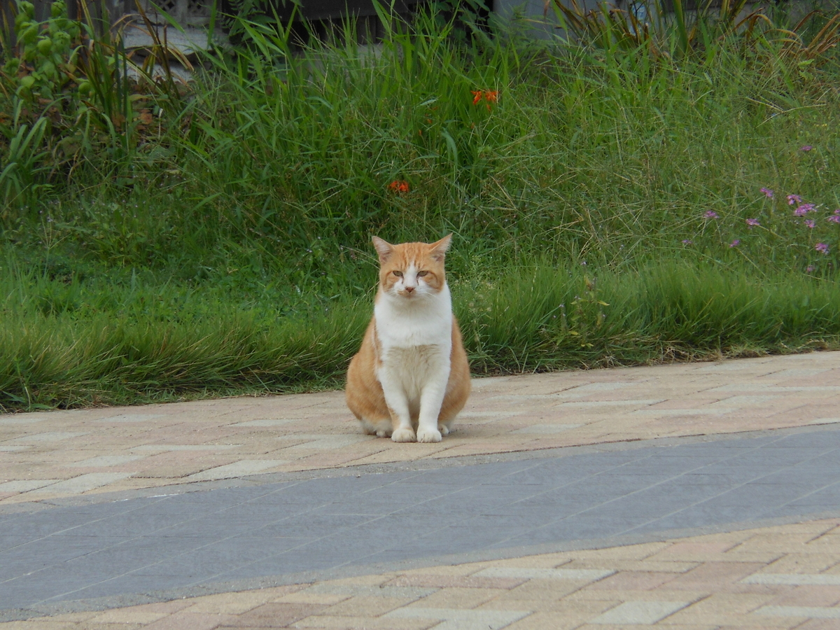 茶トラ猫　庭