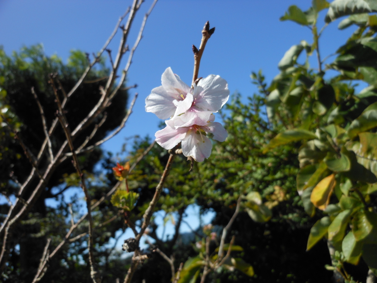 四季桜　９月