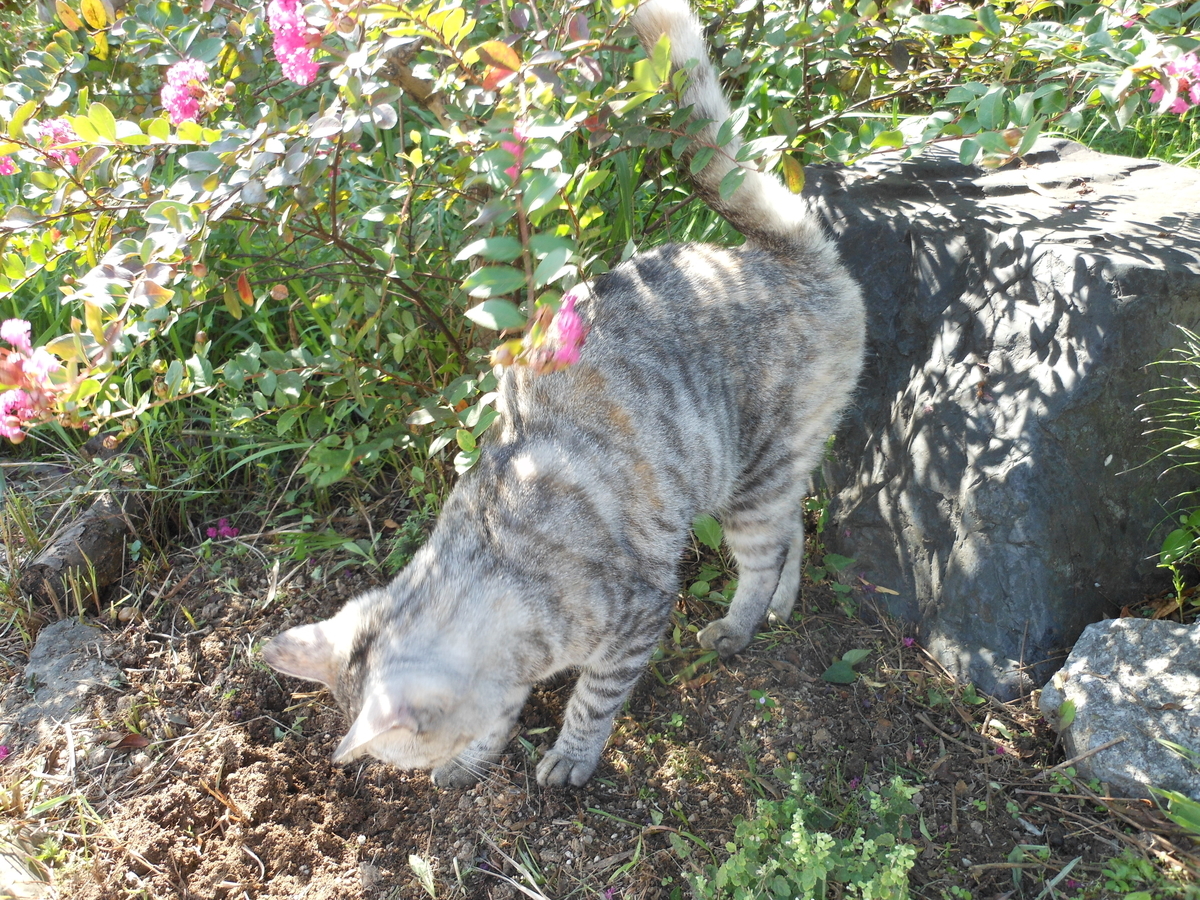 サバ猫 花壇