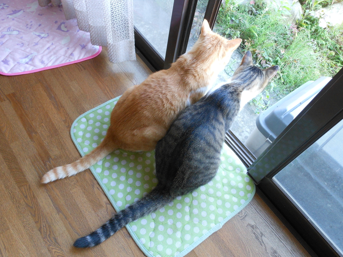 猫の父と息子