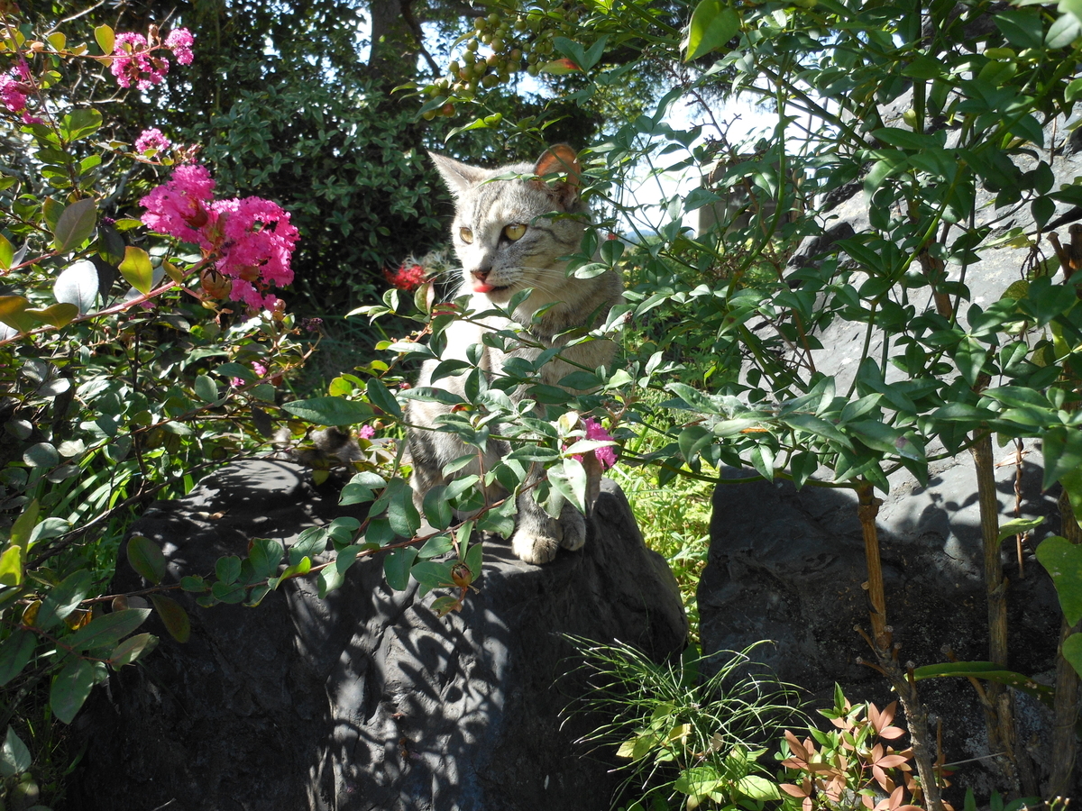 猫　百日紅