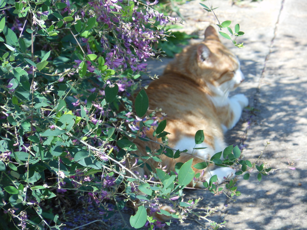 猫　萩の花
