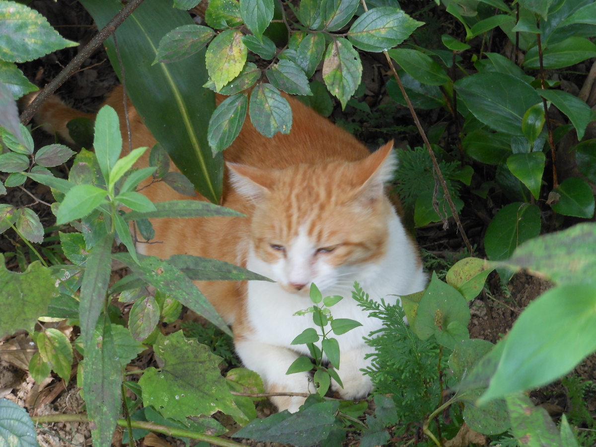 茶トラ猫 草の中