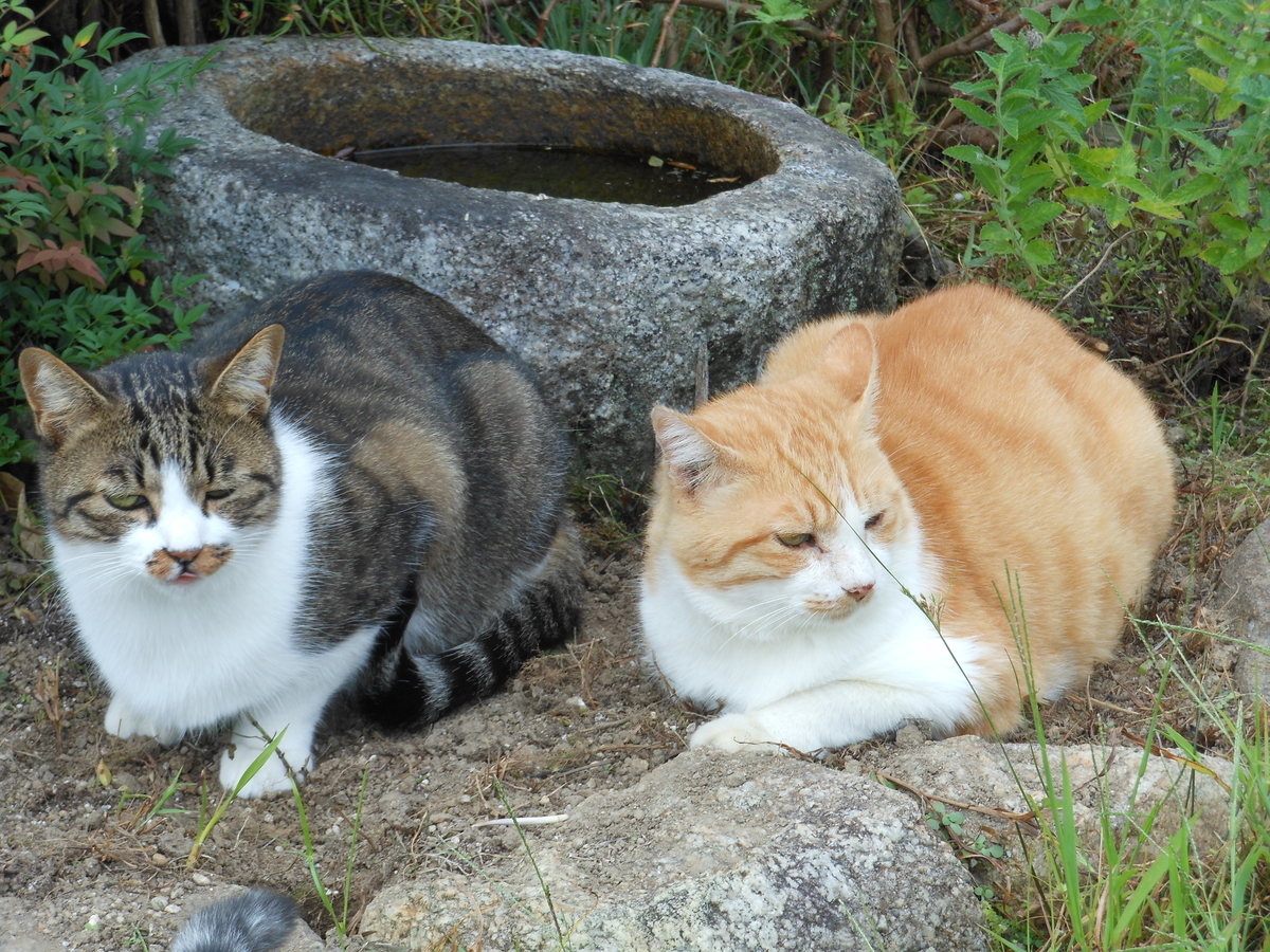 猫の親子