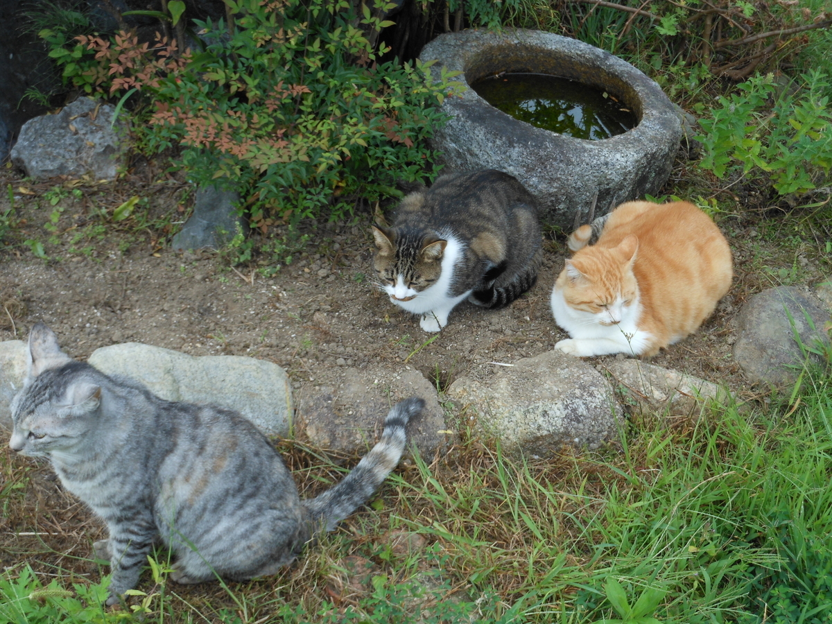 猫の親子