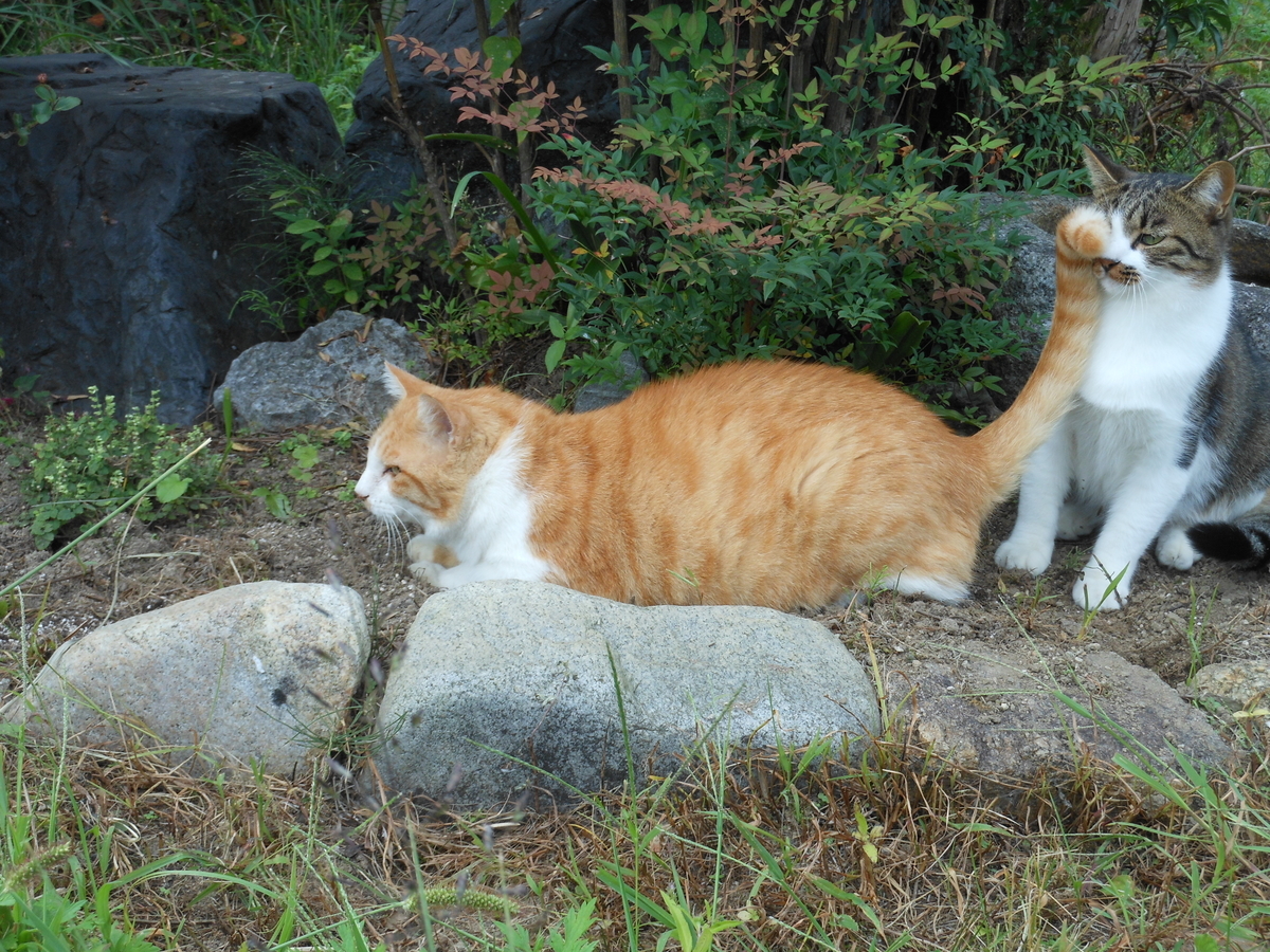 ダイちゃんにしっぽでしばかれるキジ