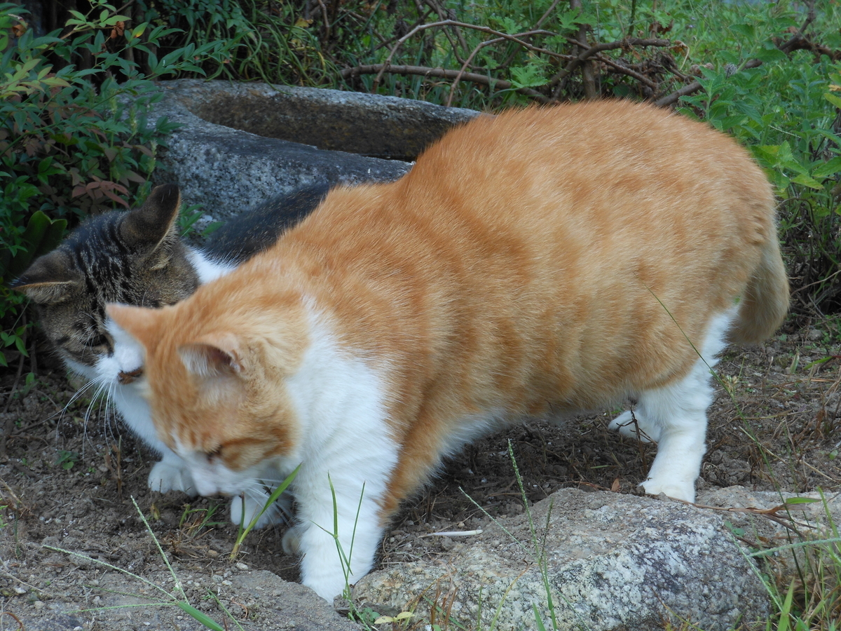 モグラの穴をほる猫