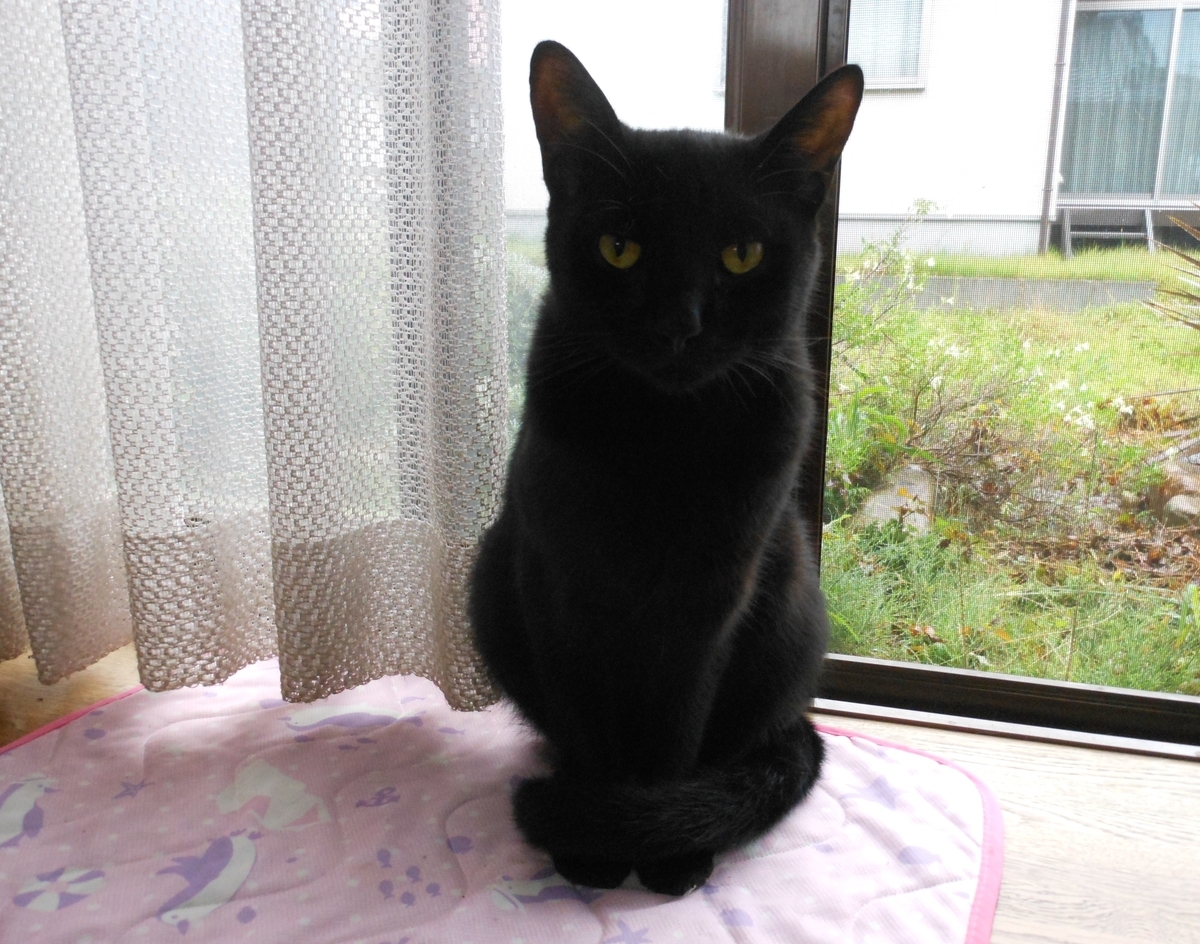 f:id:kaedeya:20201009114320j:plain