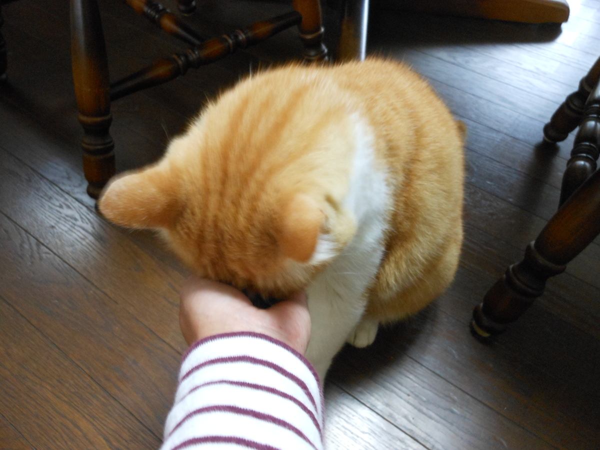 f:id:kaedeya:20201009122916j:plain