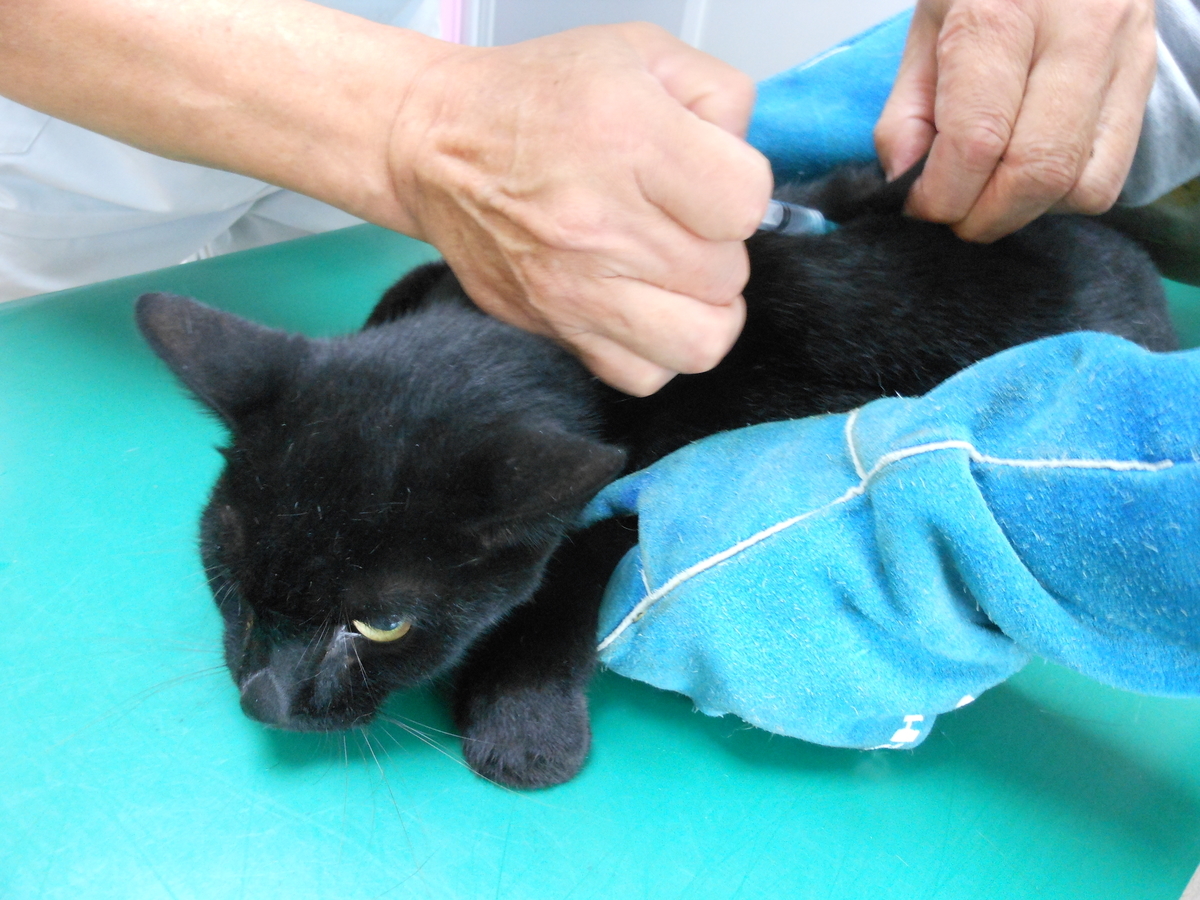 f:id:kaedeya:20201009123431j:plain