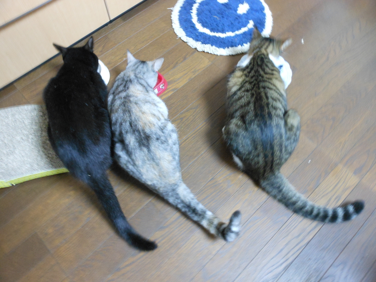 f:id:kaedeya:20201009124131j:plain