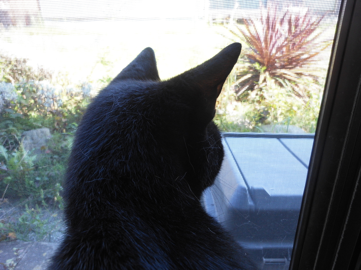 f:id:kaedeya:20201009124838j:plain