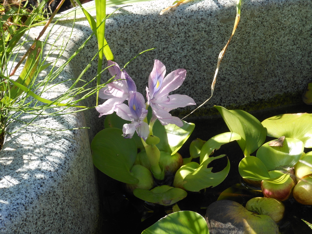 ホテイオアオイの花