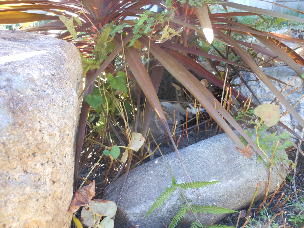 f:id:kaedeya:20201015210828j:plain