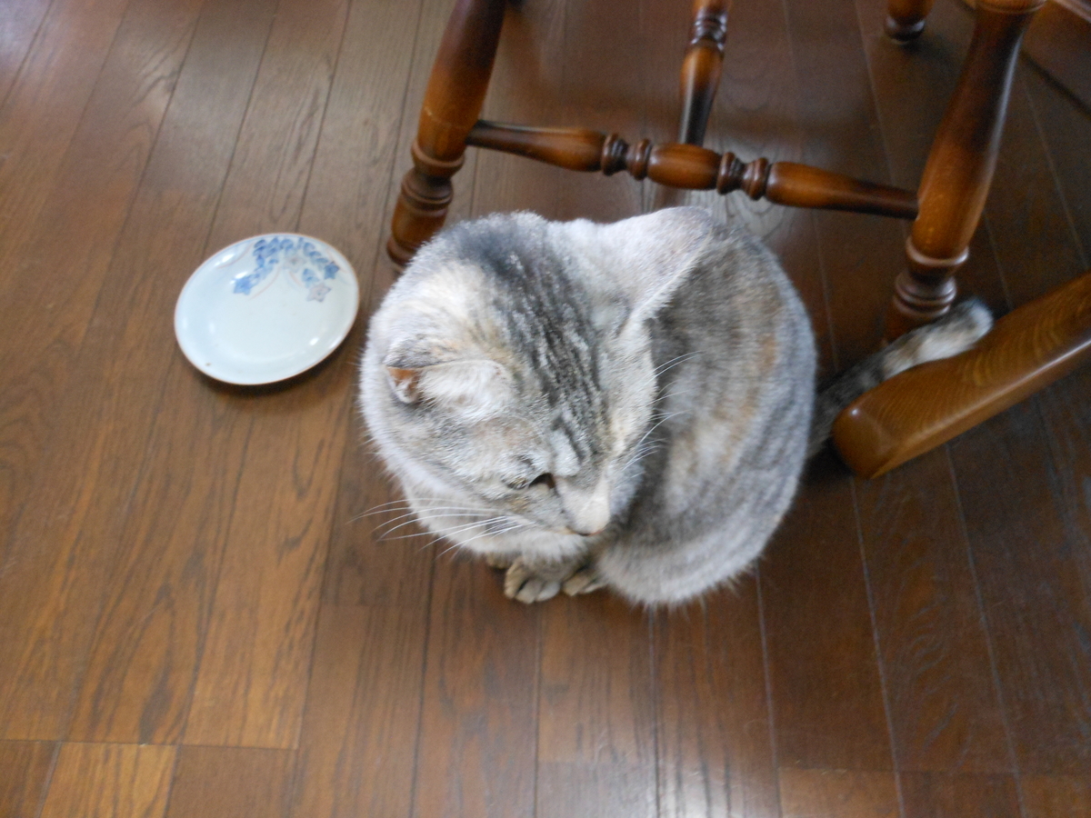 f:id:kaedeya:20201020122234j:plain