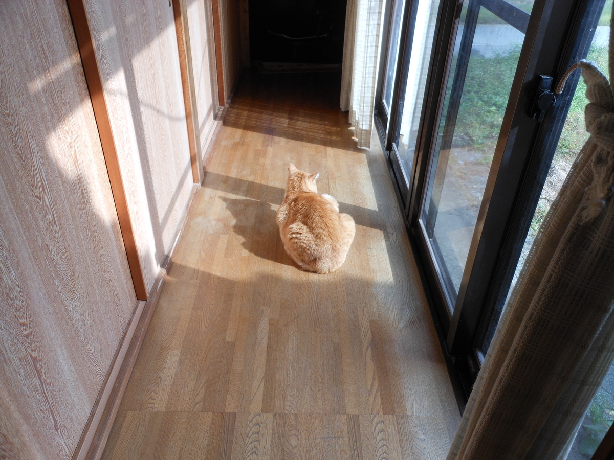 f:id:kaedeya:20201020123554j:plain