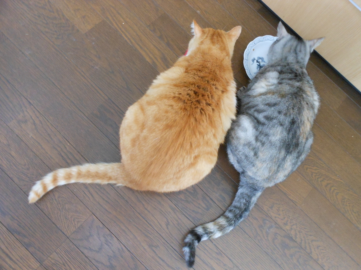 f:id:kaedeya:20201020124542j:plain