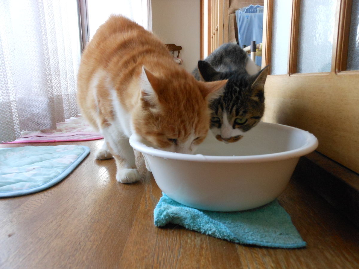 f:id:kaedeya:20201020130147j:plain