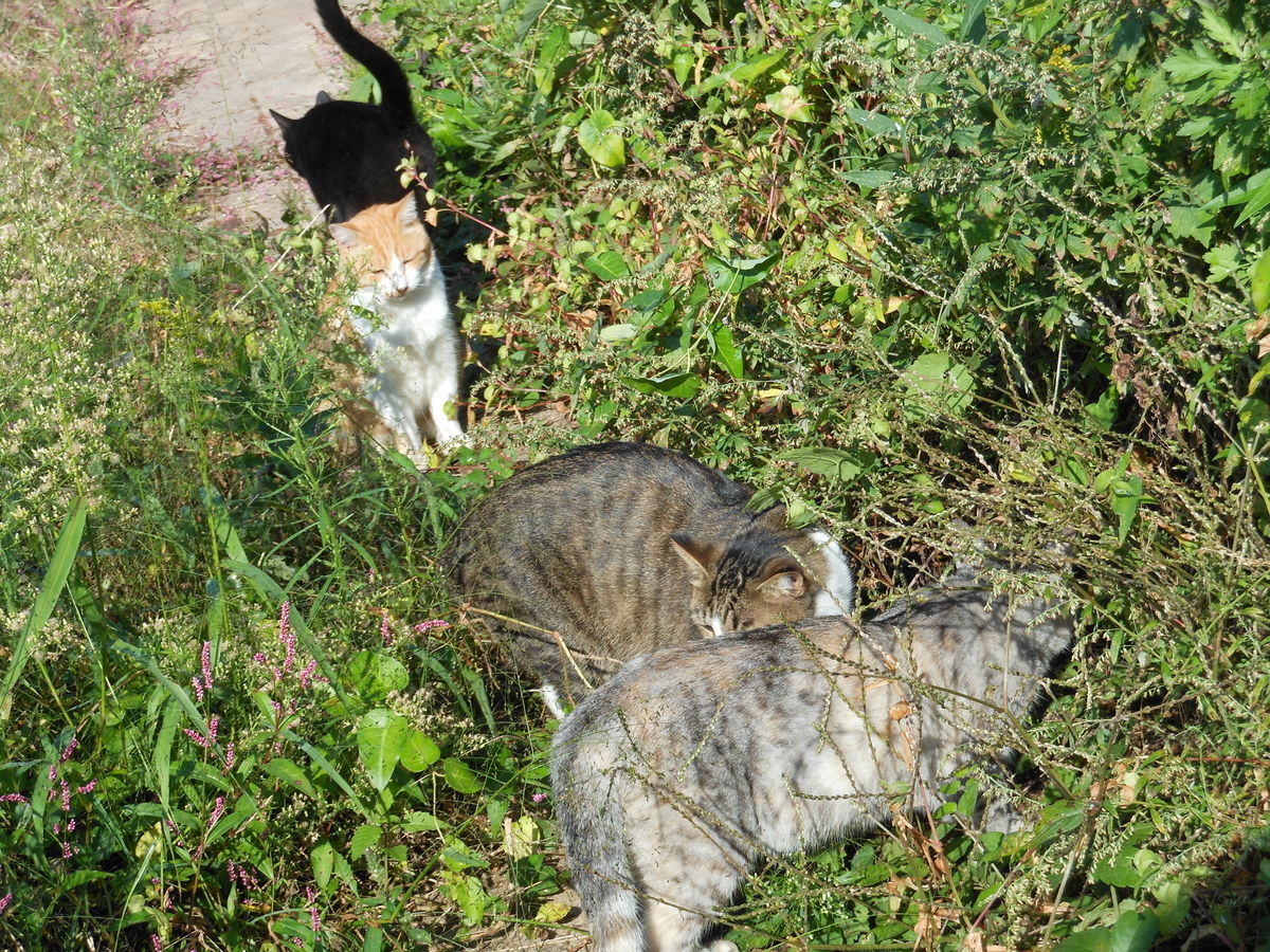 f:id:kaedeya:20201021142055j:plain