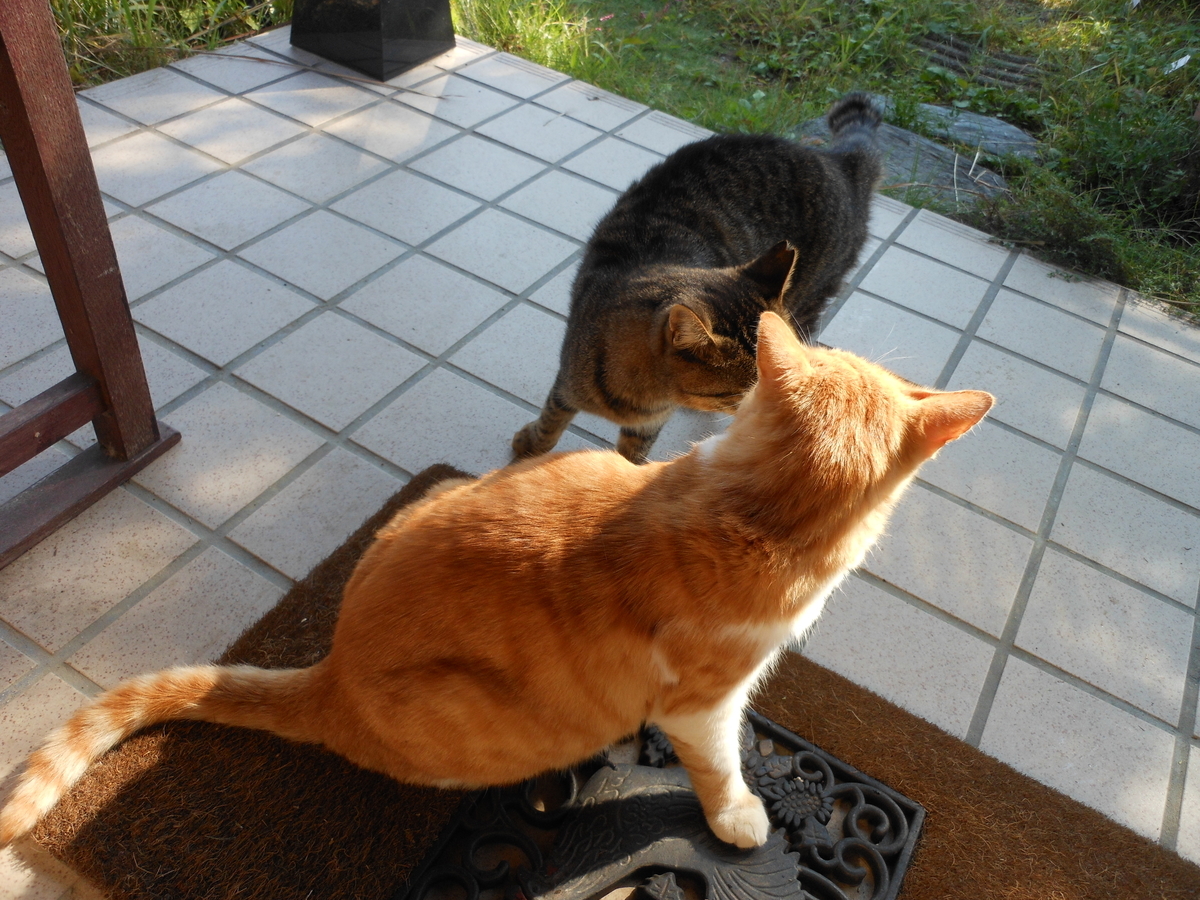 f:id:kaedeya:20201021143149j:plain