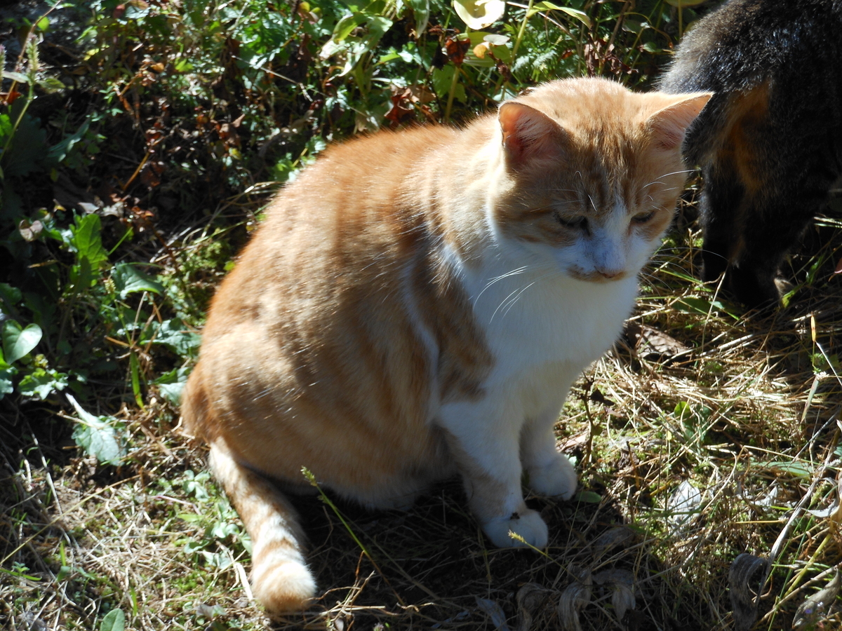 f:id:kaedeya:20201104205347j:plain