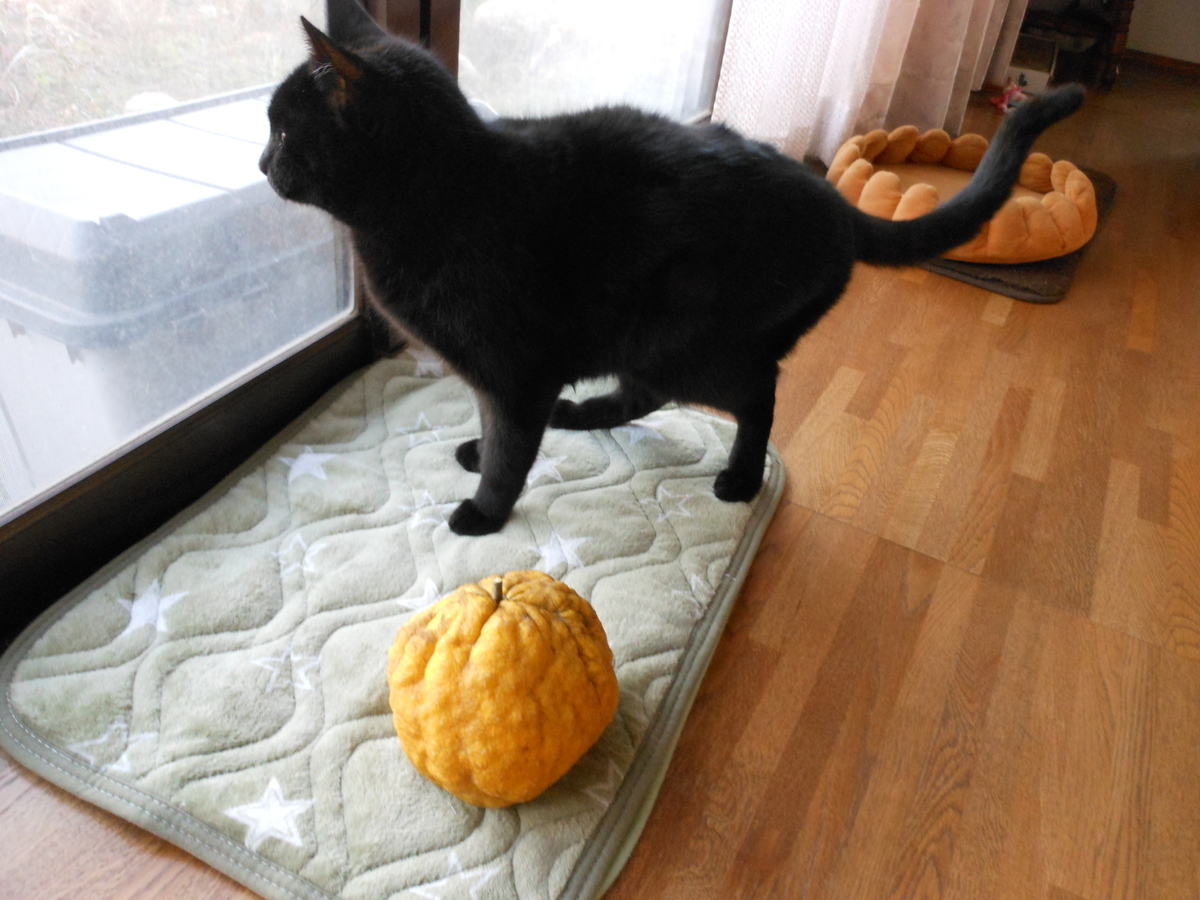 やれることだけやってみる