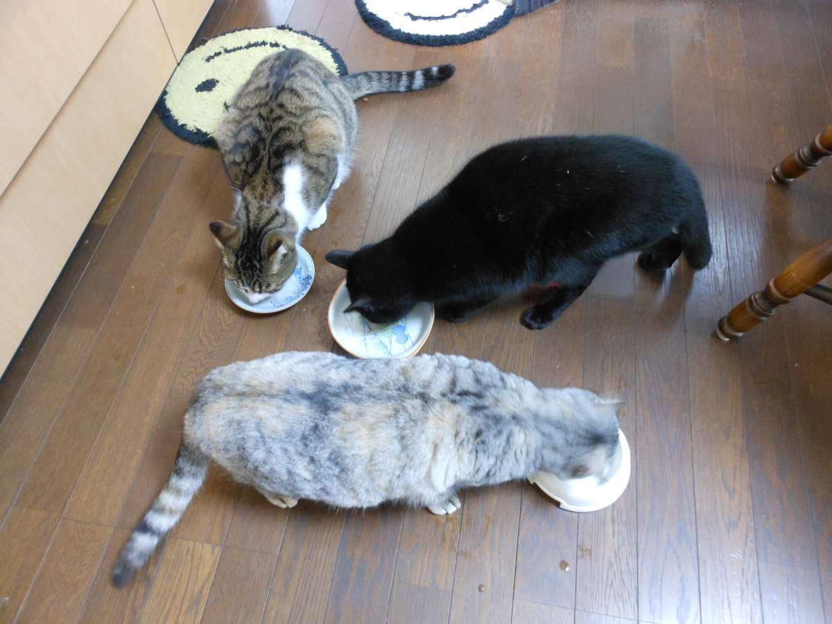 やれることだけやってみる