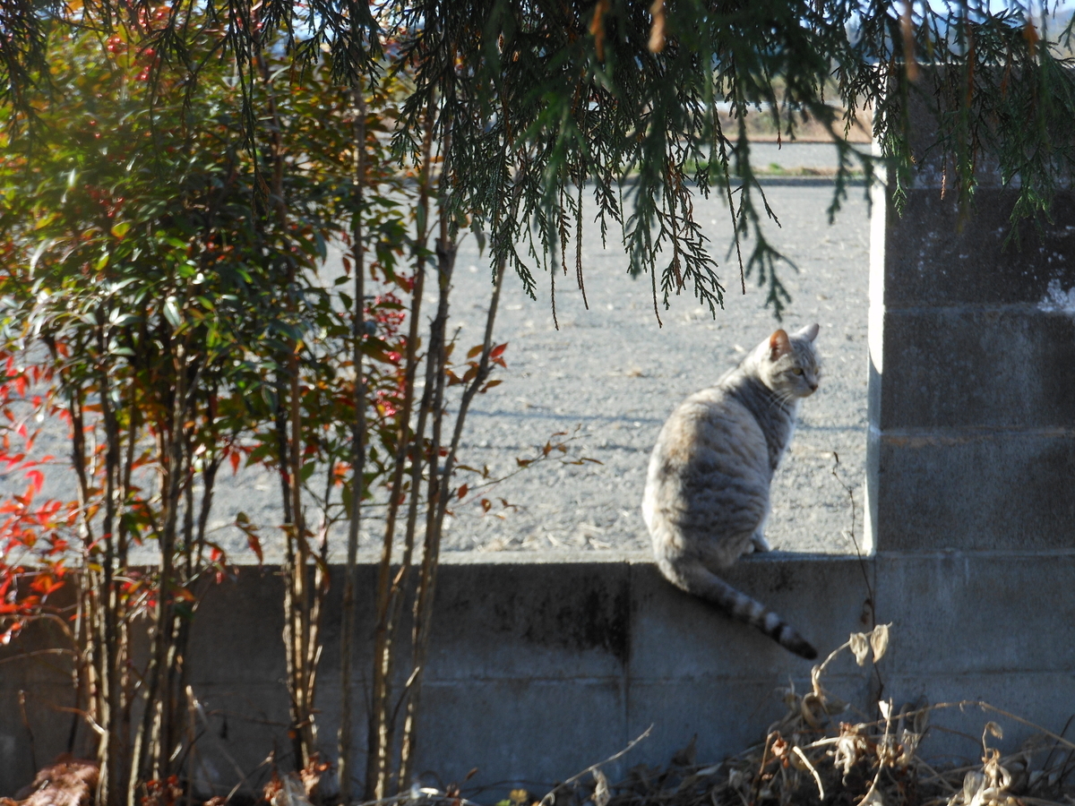 f:id:kaedeya:20210107205400j:plain