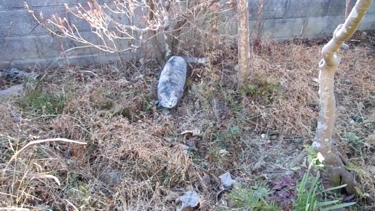 f:id:kaedeya:20210118143641j:plain