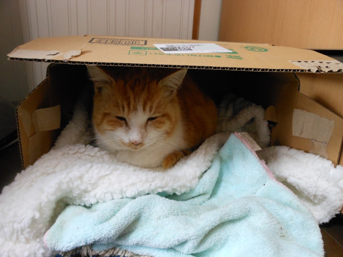 山寺の和尚さん と猫 やれることだけやってみる