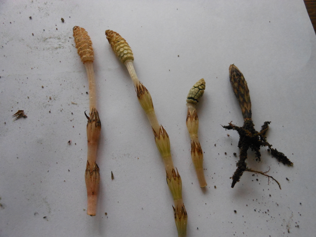 f:id:kaedeya:20210226120439j:plain