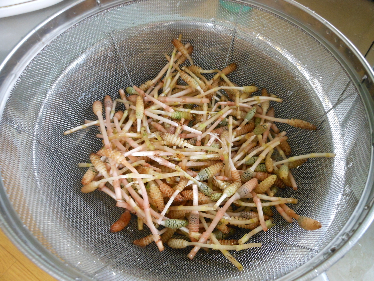 f:id:kaedeya:20210226121121j:plain